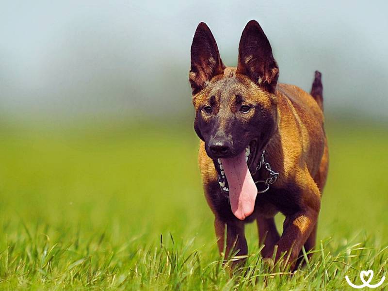 Plemeno-belgicky-ovcak-malinois (14)